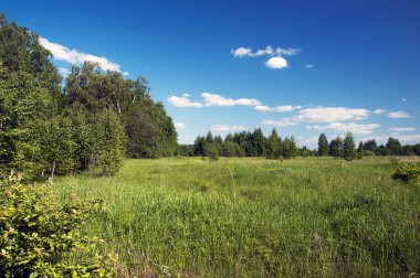  Banliyödeki yaz ormanı