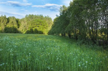 Dandelions açıklıkta kenar orman