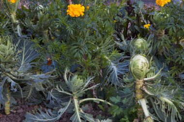 Sonbahar lahana bahçesinde büyüyor