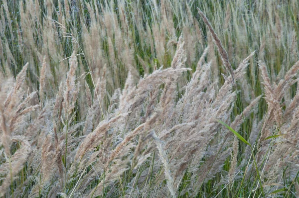 Trawa rośnie w dziedzinie turzycy — Zdjęcie stockowe