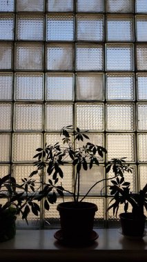 Pencere pervazına yerleştirilmiş saksı bitkileri