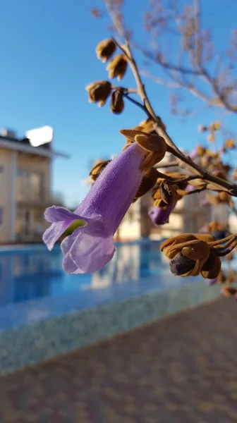 Abgeschnittene Ansicht Der Blühenden Blume Auf Blauem Verschwommenem Pool Hintergrund — Stockfoto