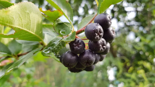 Close View Black Ripe Berries Bush — Stock Photo, Image