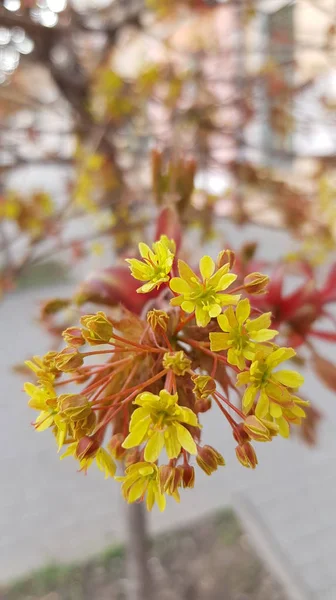 Fényes Sárga Virágok Közelsége Virágzó — Stock Fotó