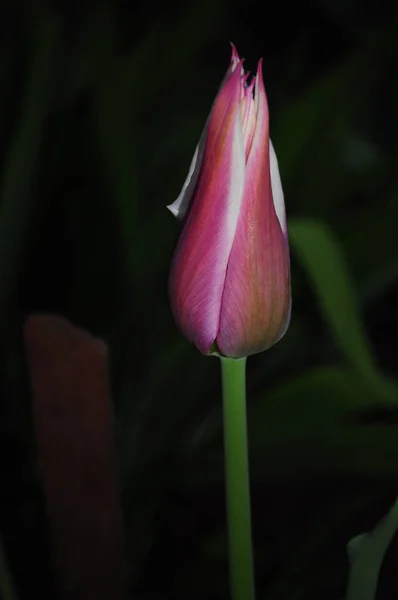 Μονόχρωμο Ροζ Λουλούδι Τουλίπας — Φωτογραφία Αρχείου