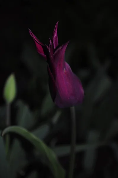 Fleur Tulipe Violet Vif Sur Fond Sombre Flou — Photo