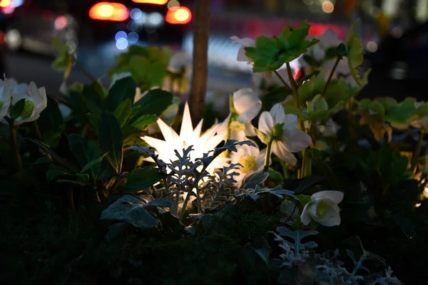 Işıklı Çiçekli Dekorasyonlar — Stok fotoğraf