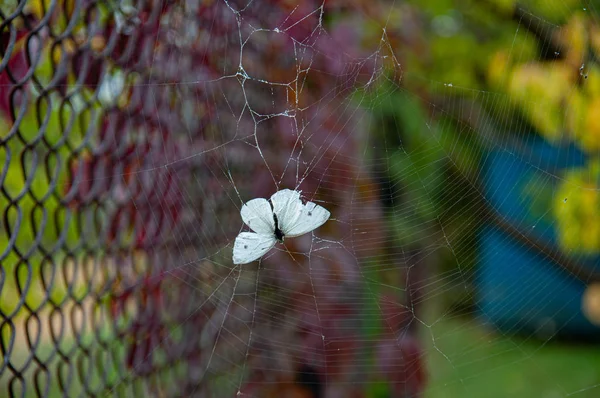 Pequeña Mariposa Blanca Muriendo Atrapada Telaraña Fondo Borroso Concepto Fragilidad —  Fotos de Stock