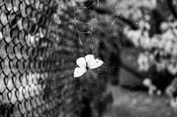 Dramatická Černobílá Scéna Smrti Motýla Pierise Brassicae Lapeného Pavučin Koncept — Stock fotografie