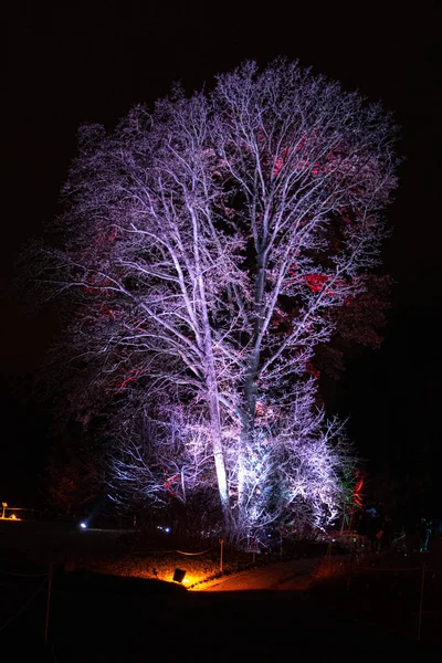 Noel Parkta Ağaçların Aydınlatılması — Stok fotoğraf