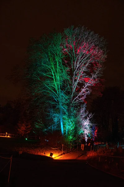 Noel Parkta Ağaçların Aydınlatılması — Stok fotoğraf