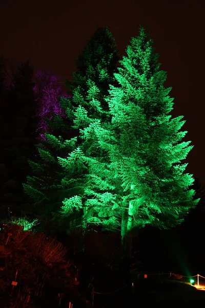 Illumination of trees in park on Christmas