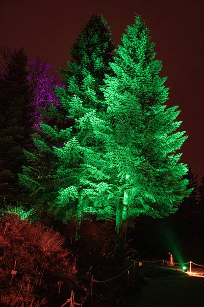 Illumination of trees in park on Christmas