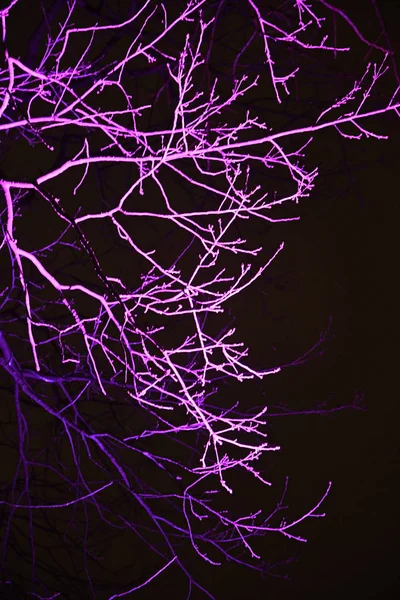 Violett Belysning Trädet — Stockfoto