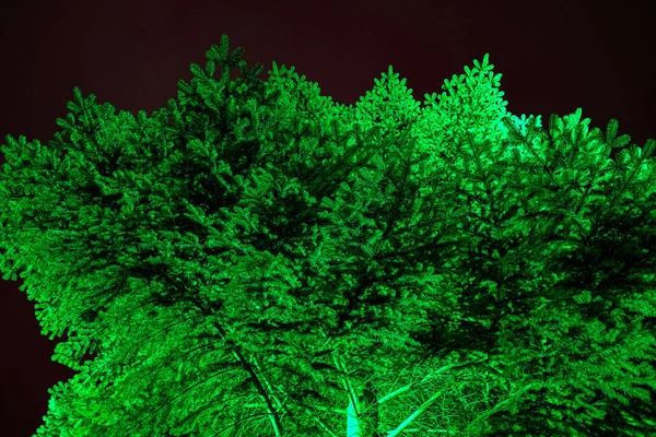 Belysning Träd Parken Julen — Stockfoto