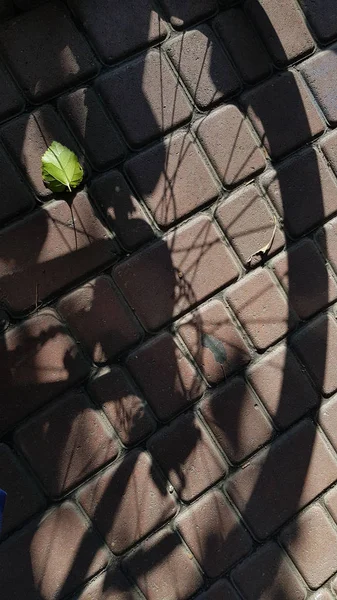 Folhas Verdes Frescas Sobre Telhas Tijolo Terracota Chão Com Sombra — Fotografia de Stock