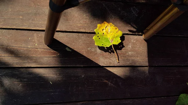 Amarelo Verde Folha Outono Topo Textura Marrom Piso Madeira Luz — Fotografia de Stock