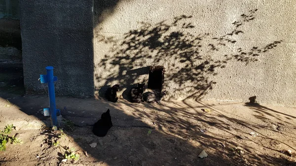 Old weathered grunge wall and patterned shadow from tree with leaves. Black cat and small black kittens are hiding in shadows on dirt ground outdoor. Street scene in summer. Abstract background. Light and shadows. Shadow patterns. Unusual backdrop.