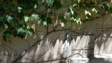 Asma yaprağının yeşil damarları. Yeşil yaprağın sivri uçlu kenarları. Tek üzüm yaprağı makrosu. Yaprakların birleşimi