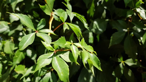 Menta Fresca Color Verde Deja Cierre Textura Esmaltada Condimentos Verdes — Foto de Stock