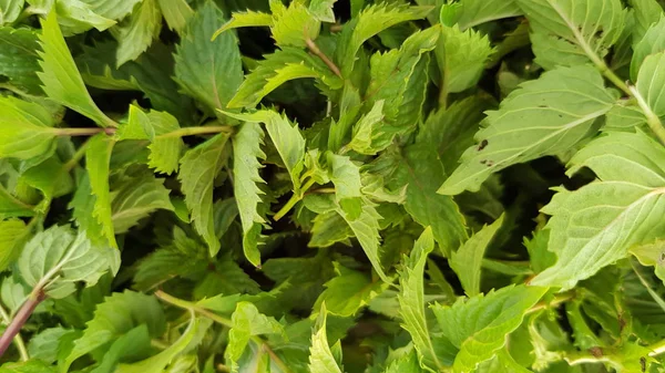 Fresh green mint leaves closeup. Sliced texture of green seasonings. Foliage of chopped spearmint