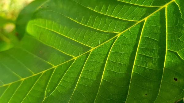 Luz Del Sol Brillante Brilla Través Superficie Hoja Verde Con — Foto de Stock