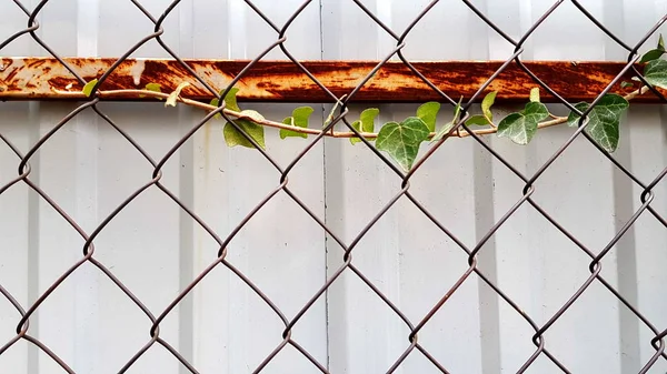 Συρμάτινος Φράχτης Και Φρέσκο Κλαδί Από Αναρριχητικό Φυτό Κισσού Που — Φωτογραφία Αρχείου