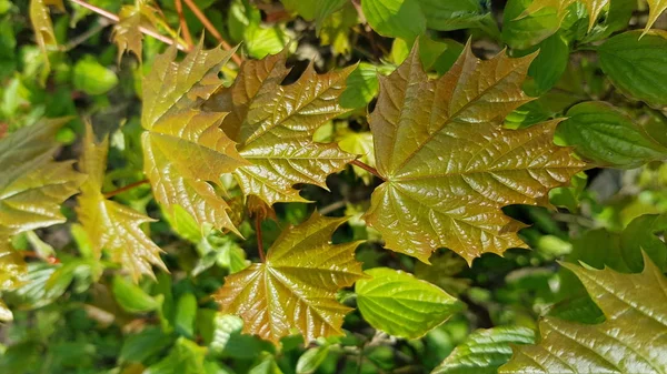 Świeże Zielone Liście Winorośli Zbliżenie Kropelek Wody Deszczu Mokry Liść — Zdjęcie stockowe