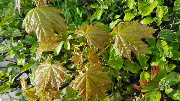 Hoja Vid Verde Fresca Primer Plano Con Gotitas Agua Después — Foto de Stock