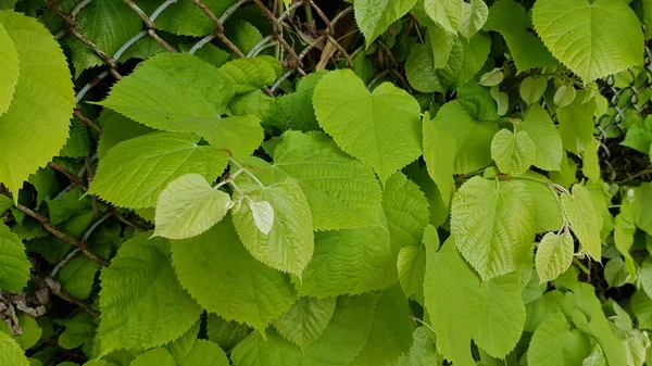 Lleno Hojas Frescas Trébol Arbustos Rama Verde Fresca Enredada Valla — Foto de Stock