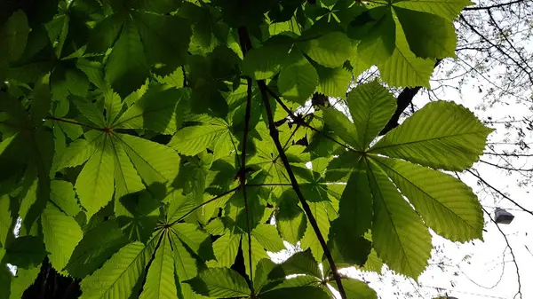 Üppiges Laub Von Kastanienbäumen Vor Verschwommenem Himmel Transparente Blattoberfläche Hellem — Stockfoto