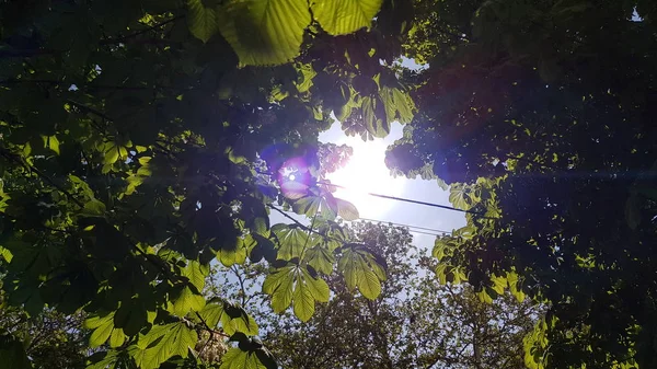 Fresh Green Leaves Chestnut Tree Luxuriant White Flowers Bright Sunlight — 图库照片