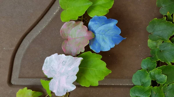 Veines Vertes Feuille Vigne Bords Déchiquetés Feuilles Vertes Gros Plan — Photo