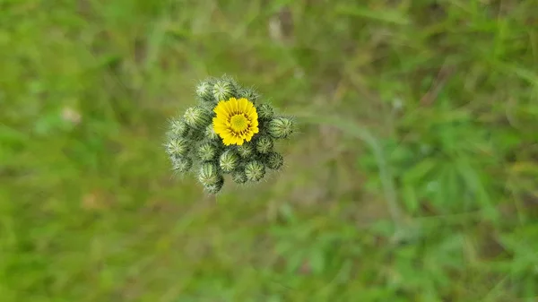 Ένα Μάτσο Στρογγυλά Πράσινα Μπουμπούκια Και Μικρό Κίτρινο Λουλούδι Μακρύ — Φωτογραφία Αρχείου
