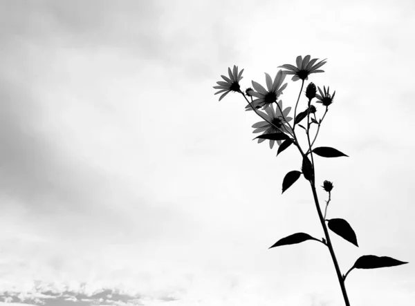 Élégante Silhouette Florale Avec Fond Nuageux Ciel Paysage Minimal Avec — Photo