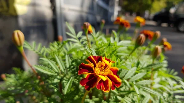 Marigold Kwiat Zbliżenie Czerwonymi Płatkami Żółtymi Stamenami Jesienne Kwiaty Rozmytymi — Zdjęcie stockowe
