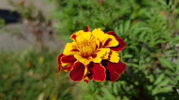 玛丽戈德花特写与黄色和红色花瓣和黄色雄蕊 秋天的花朵在朦胧的绿叶背景上绽放 五彩缤纷的秋天 — 图库照片