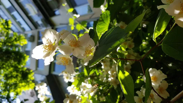 Blühender Strauß Schön Duftender Jasminsträucher Mit Weißen Blüten Und Gelben — Stockfoto
