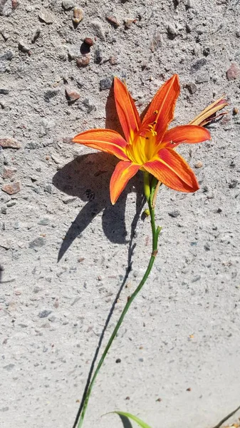 Orange color star shape flower of day-lily closeup on rough cement background with dark star shape shadow underneath flower head. Day lily flower in bloom. Single blossom on grey textured background.