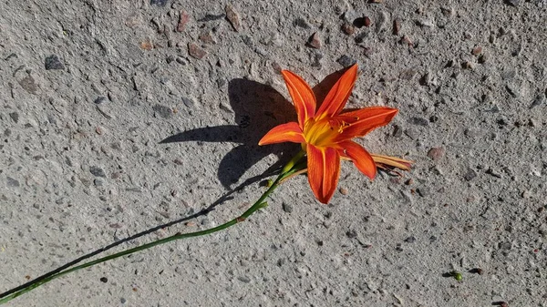 Color Naranja Flor Forma Estrella Primer Plano Lirio Del Día —  Fotos de Stock