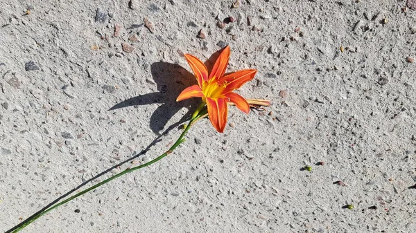 Orange color star shape flower of day-lily closeup on rough cement background with dark star shape shadow underneath flower head. Day lily flower in bloom. Single blossom on grey textured background.