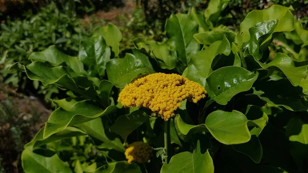 Bujne Zielone Liście Tło Puszystym Żółty Kwiat Kwiatostanu Zbliżenie Naturalne — Zdjęcie stockowe