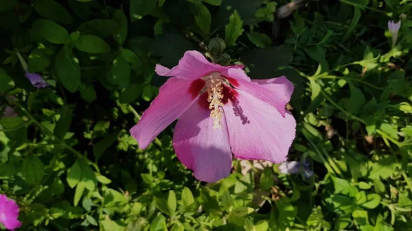 Brilhante Rosa Malva Flor Fundo Folhas Verdes Textura Superfície Pétala — Fotografia de Stock