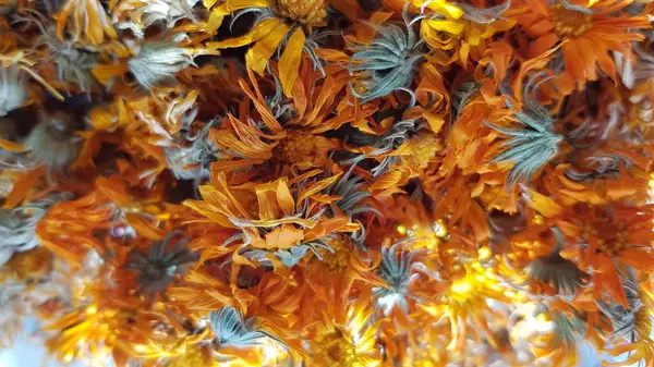Kıvırcık Portakal Yapraklı Kurutulmuş Calendula Çiçeklerinden Alınan Halk Ilaçları Laç — Stok fotoğraf
