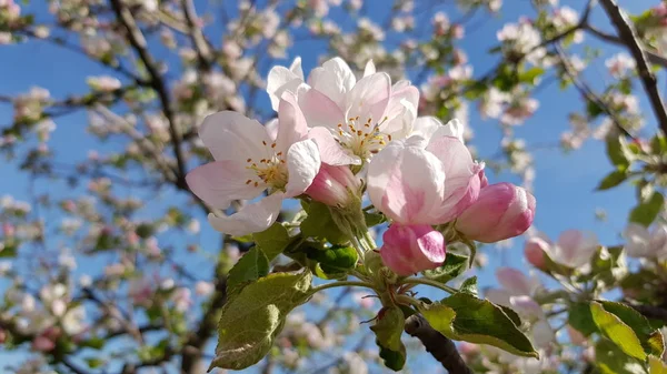 Şatafatlı çiçek açan kiraz çiçekleri mavi gökyüzü arka planına sahip ağaç dallarında. Parlak pembe kiraz çiçekleri ve sarı erik çiçekleri yakın plan. Sakura çiçek açtı. Bahar sezonu arka planı.