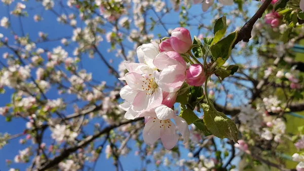 Üppig Blühende Kirschblüten Auf Ästen Mit Blauem Himmelhintergrund Leuchtend Rosa — Stockfoto