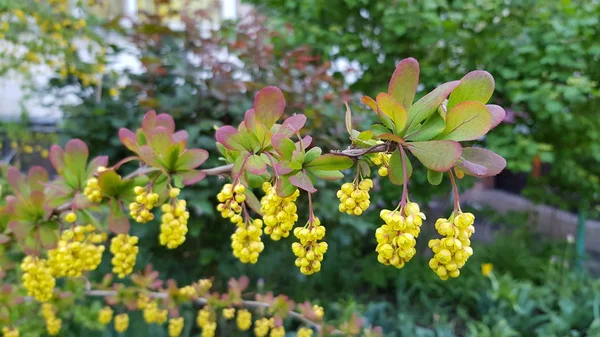 Bunches Yellow Flowers Branch Green Shrub Blurry Foliage Background Vibrant — 스톡 사진