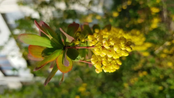 Mazzi Fiori Gialli Rotondi Ramo Arbusto Verde Con Sfondo Fogliame — Foto Stock