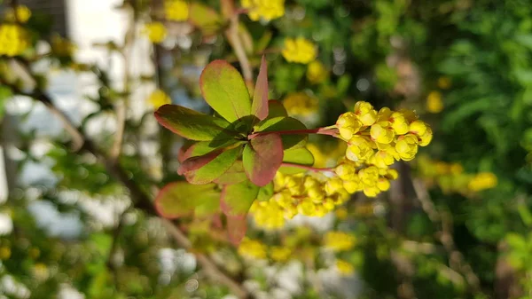 Manojos Flores Amarillas Redondas Rama Arbusto Verde Con Fondo Follaje — Foto de Stock