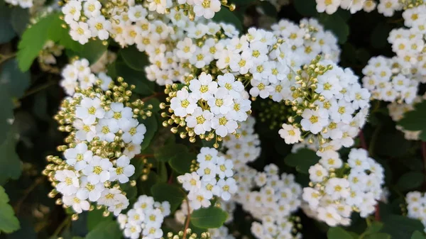 Fleurs Sureau Gros Plan Inflorescence Blanche Fleurs Minuscules Forme Étoile — Photo